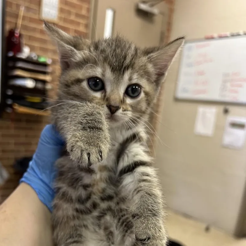 A baby small-sized female Torbie Domestic Short Hair cat named Jolene for adoption in Birmingham, AL