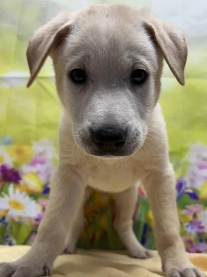 A young small-sized male Shepherd dog named Private for adoption in San Antonio, TX