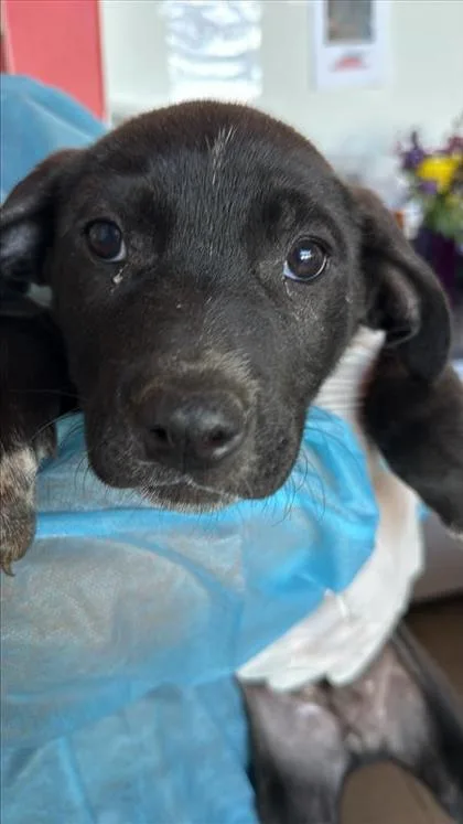 A baby medium-sized male Mixed Breed dog named Tilt for adoption in West Chester, PA