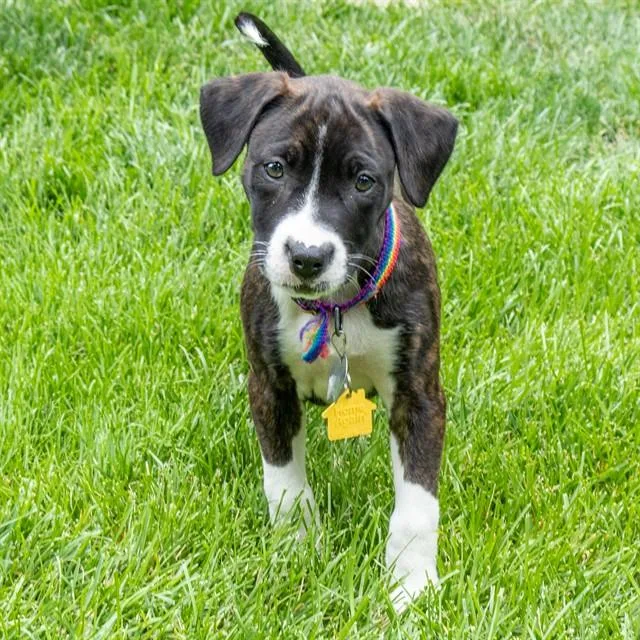 A baby small-sized female Pointer dog named Bailey for adoption in St. Louis, MO
