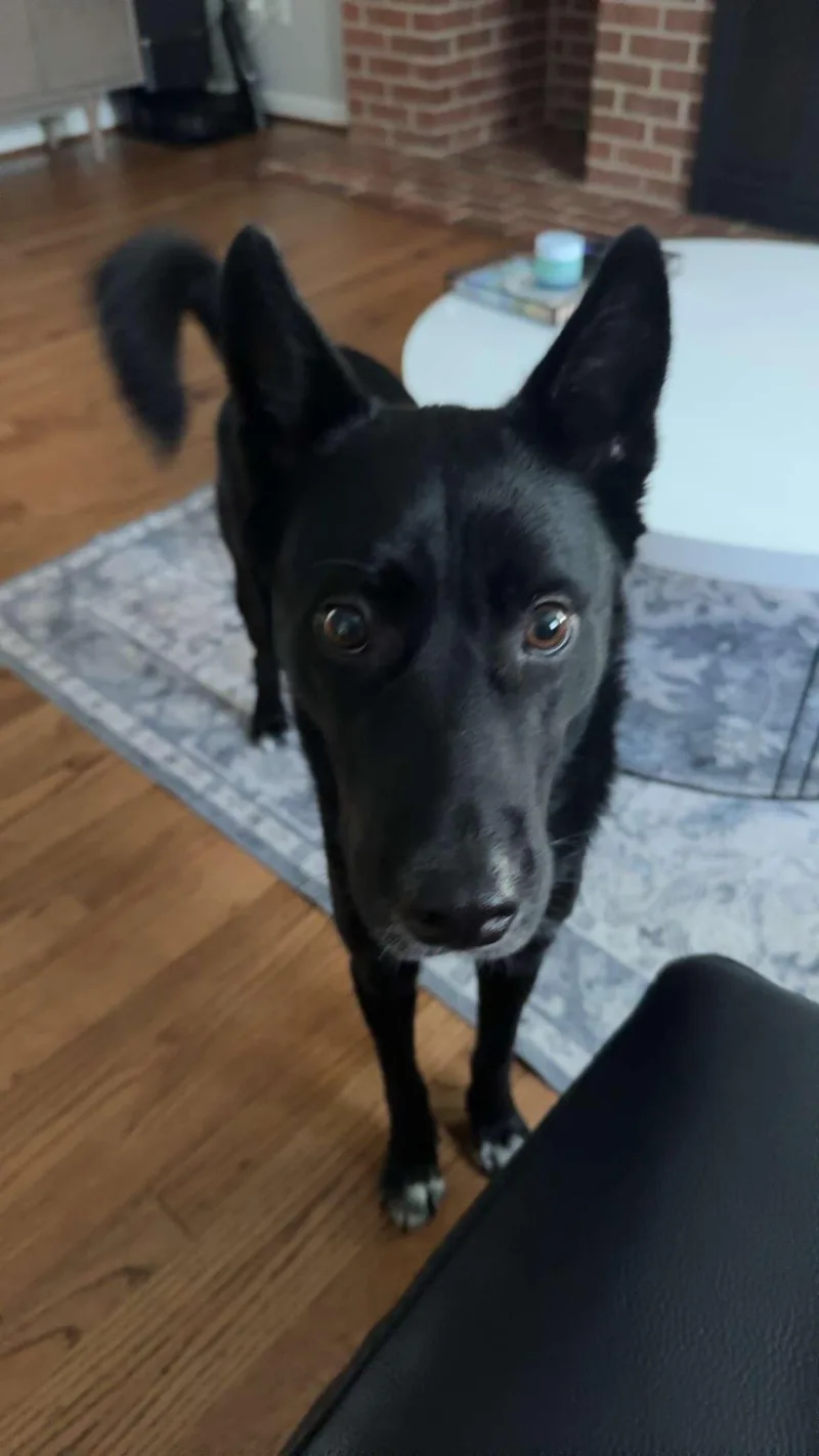 An adult medium-sized female Jindo dog named Lola for adoption in Duluth, GA
