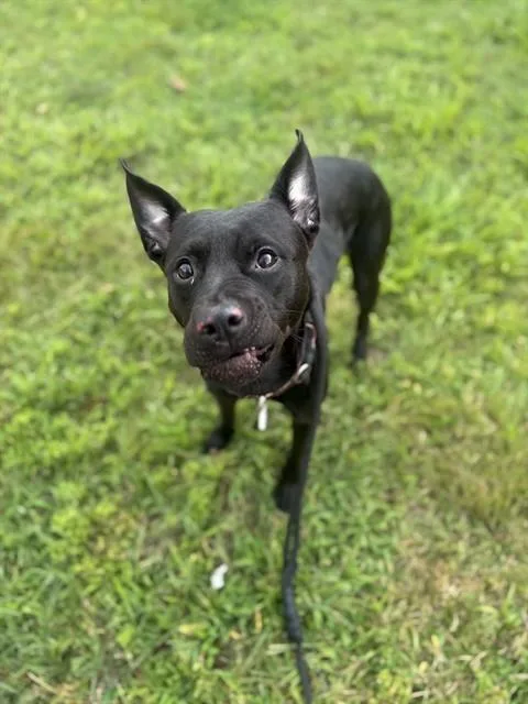 An adult medium-sized female Pit Bull Terrier dog named Angela for adoption in Upper Marlboro, MD