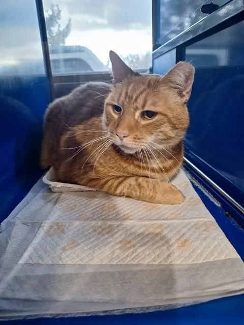 An adult small-sized male Domestic Short Hair cat named Gomez for adoption in Westminster, MD