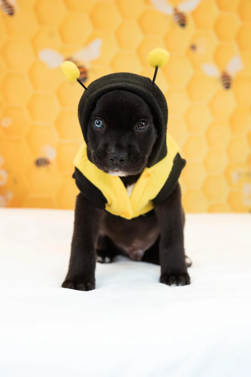 A baby medium-sized male Black Labrador Retriever dog named Carpenter for adoption in Avon, CT