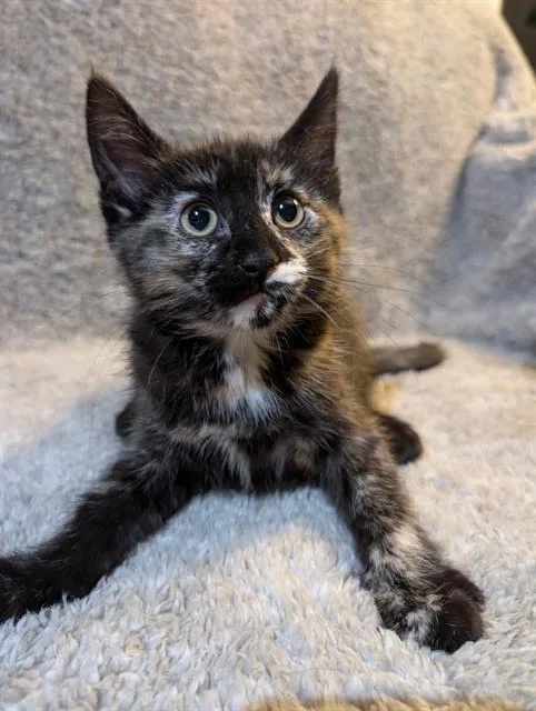 A baby small-sized female Domestic Short Hair cat named Zinnia for adoption in Peoria, IL