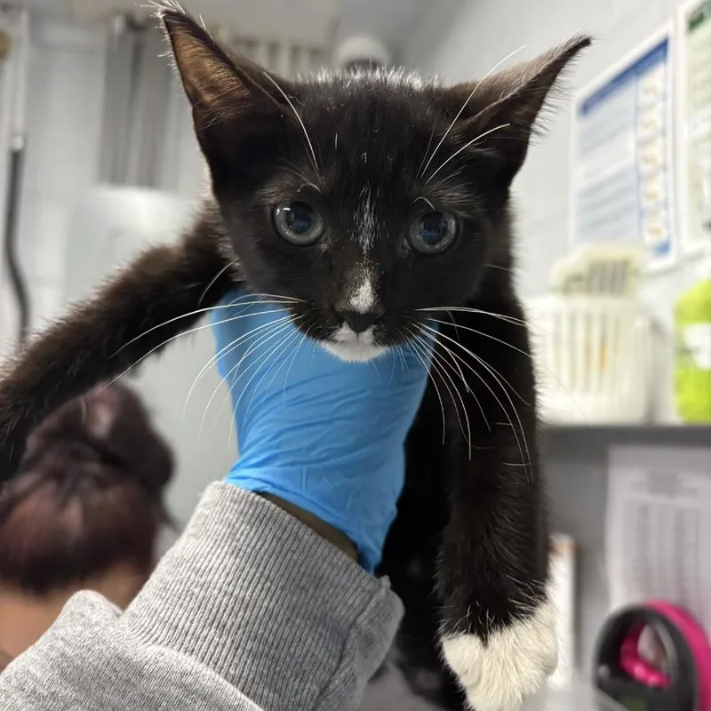 A baby small-sized female Black Domestic Short Hair cat named Triangle for adoption in Summerville, SC