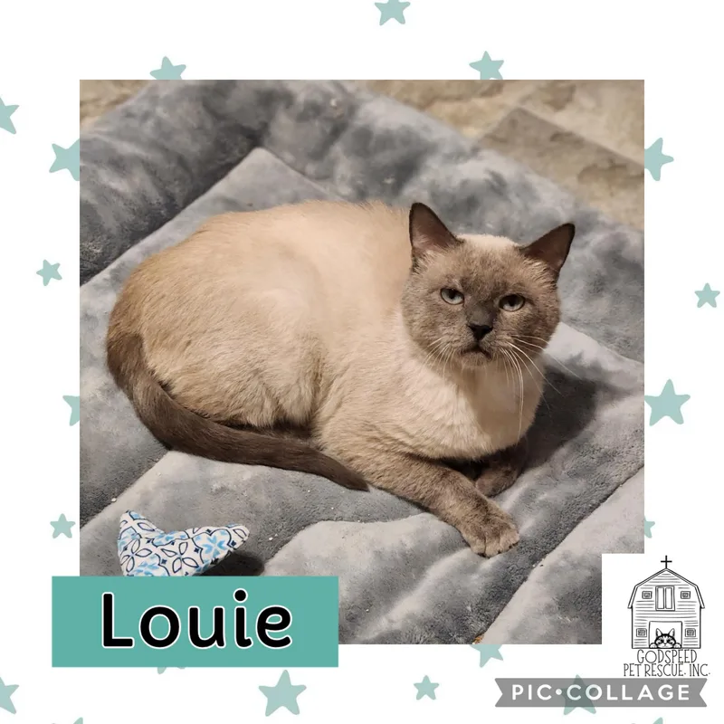 An adult medium-sized male Siamese cat named Louie for adoption in Ashland, IL