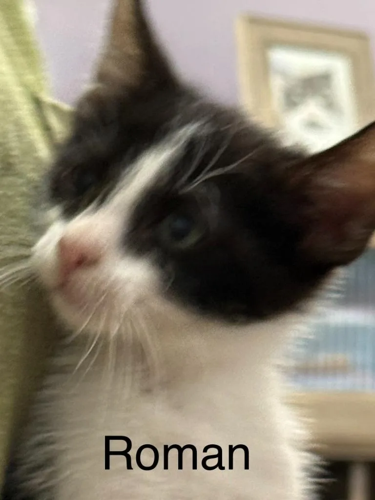 A baby small-sized male Domestic Short Hair cat named Roman for adoption in Saint Francisville, LA