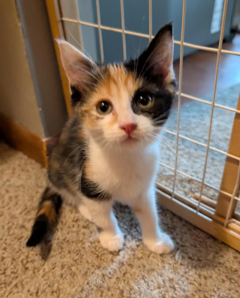 A baby medium-sized female Domestic Short Hair cat named Lettuce for adoption in Wadsworth, OH