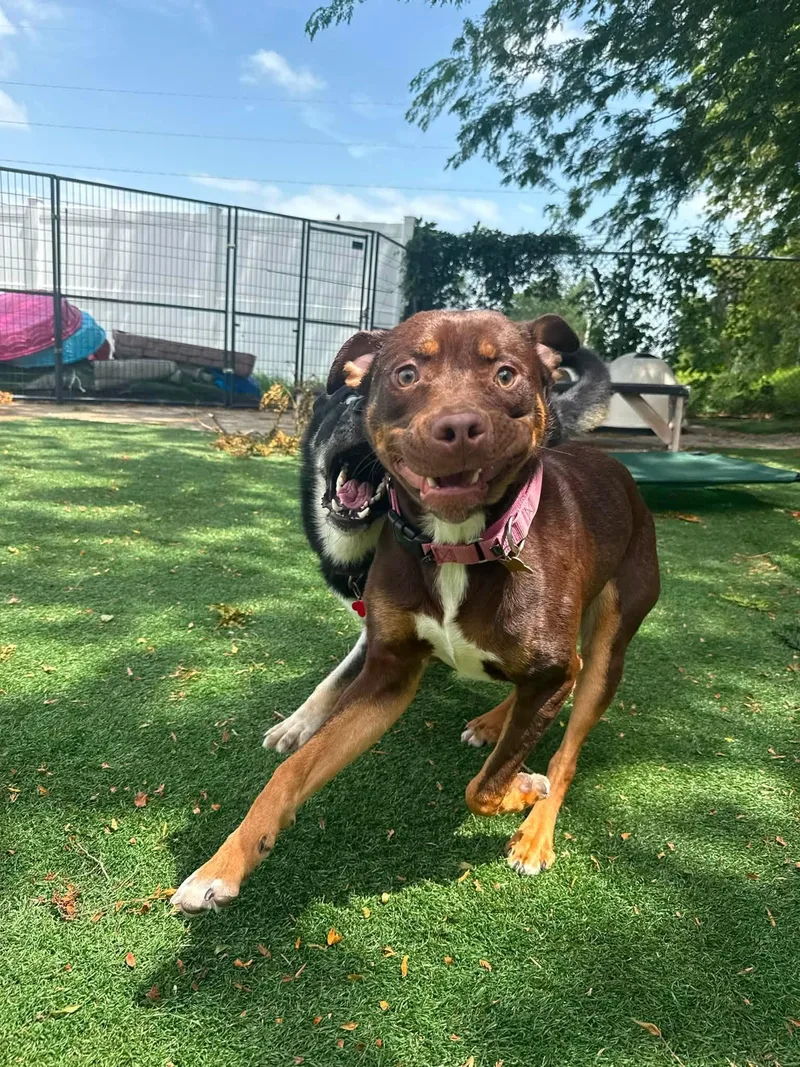 An adult large-sized male Pit Bull Terrier dog named Qp for adoption in Cedar Rapids, IA