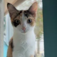 A young small-sized female Calico Domestic Short Hair cat named Artemis for adoption in LITTLE MOUNTAIN, SC