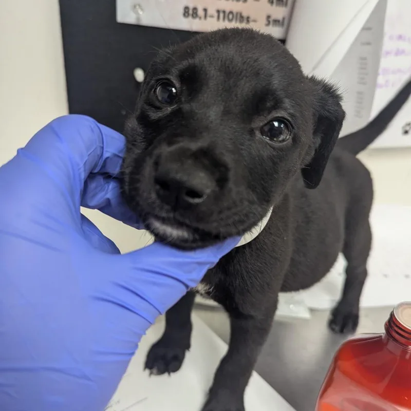 A baby small-sized female Black Terrier dog named Sarah for adoption in Birmingham, AL