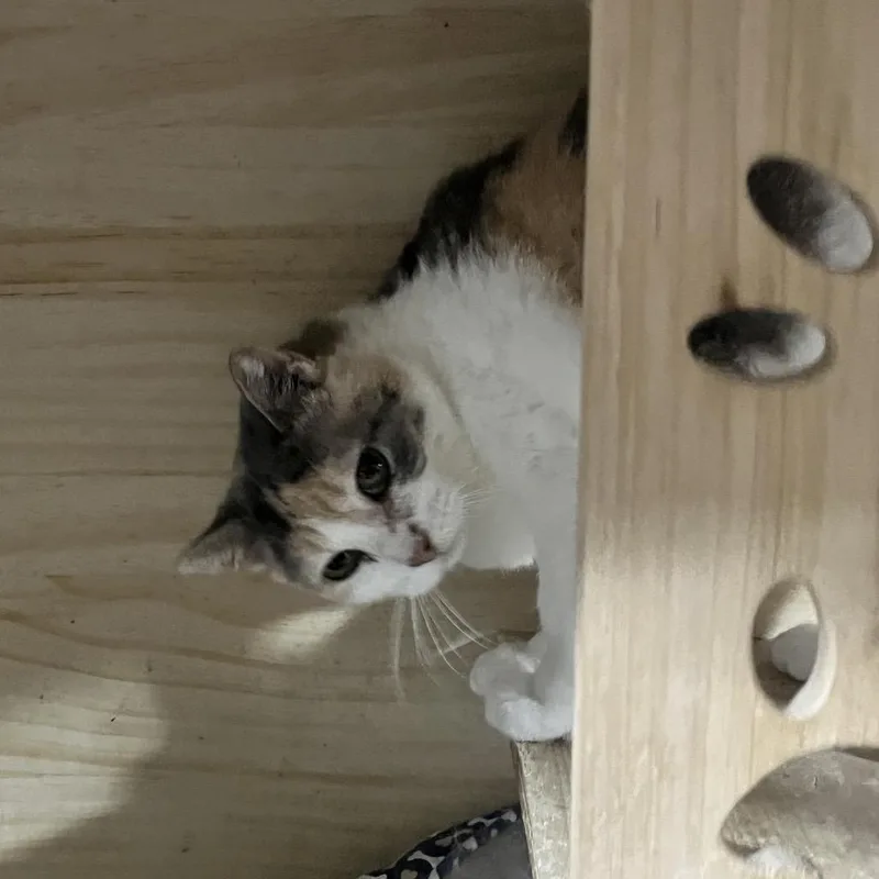 Rebeckah thumbnail 2