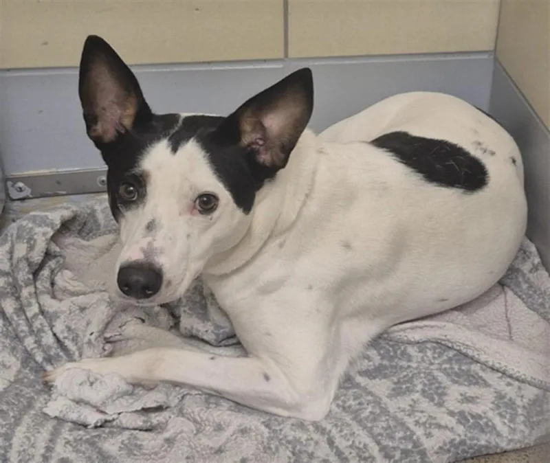 An adult medium-sized male Staffordshire Bull Terrier dog named Doug for adoption in Houston, TX