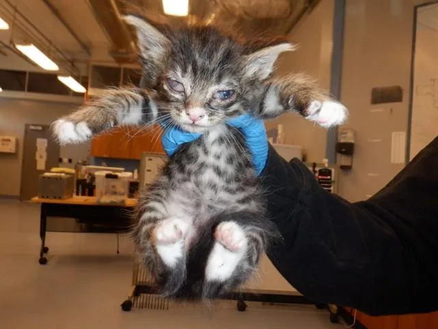 A baby small-sized male Domestic Short Hair cat named Muffin for adoption in San Jose, CA