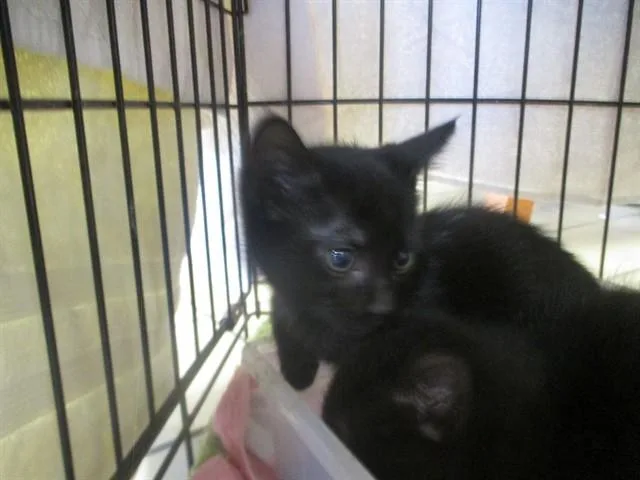 A baby small-sized female Domestic Short Hair cat named Jane for adoption in Ocala, FL