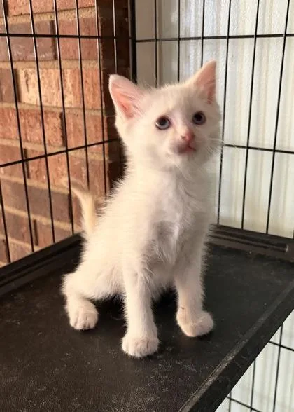 A baby small-sized male Domestic Medium Hair cat named Caramel Snickers for adoption in Wilkesboro, NC