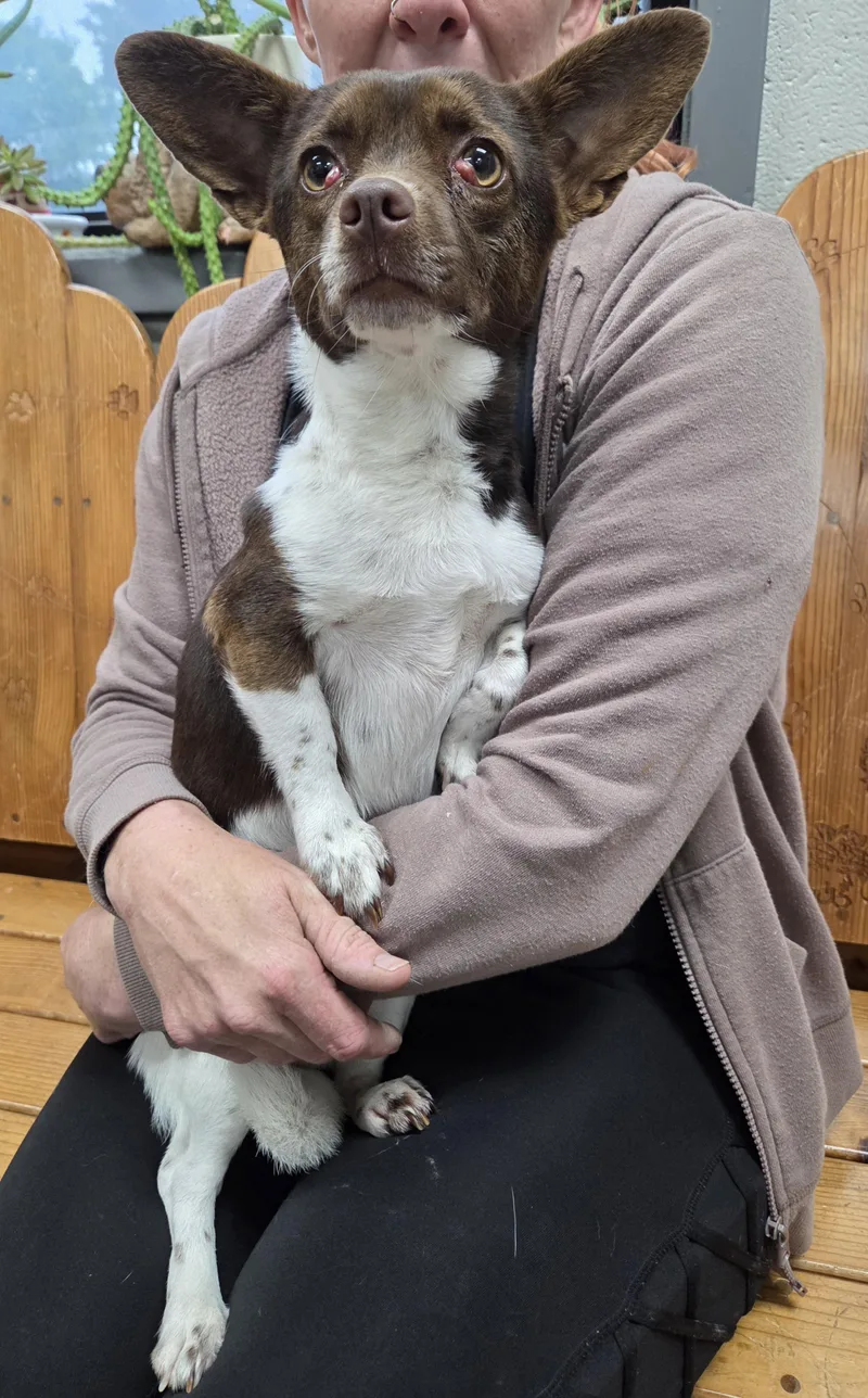 A young small-sized female Brown / Chocolate Chiweenie dog named Cricket for adoption in Parsons, KS