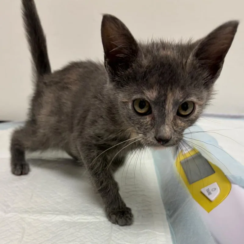A baby small-sized female Tortoiseshell Domestic Short Hair cat named Nama for adoption in Nashville, TN