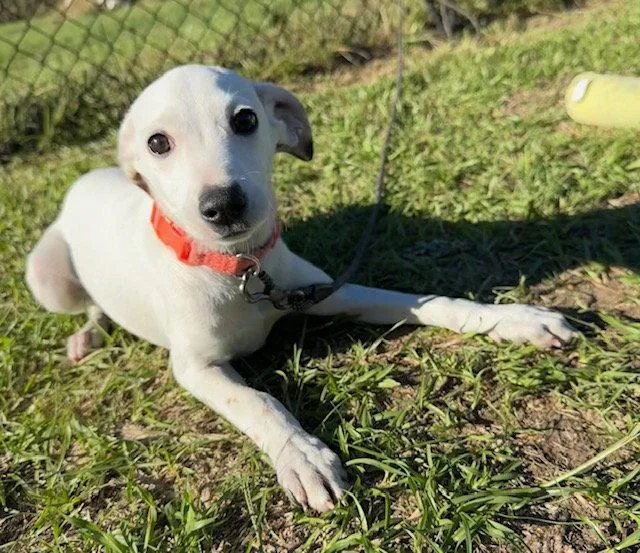 A baby large-sized male Mixed Breed dog named Smith for adoption in Tarrytown, GA