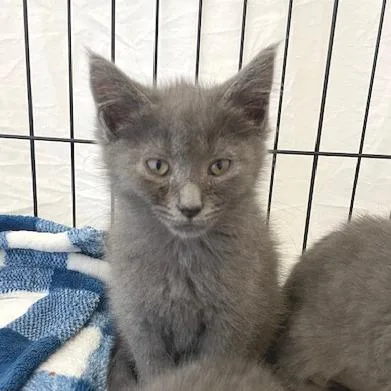 A baby small-sized male Gray / Blue / Silver Domestic Medium Hair cat named Alfredo for adoption in South Elgin, IL
