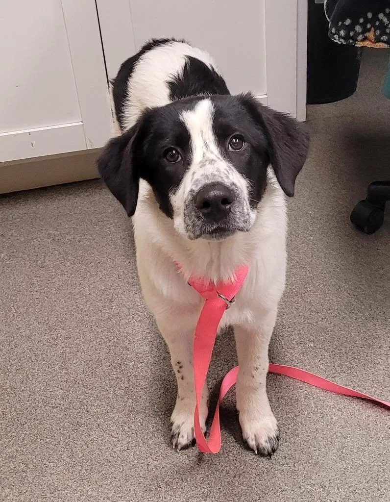 A baby medium-sized female Border Collie dog named Elizabeth for adoption in Hopkinsville, KY