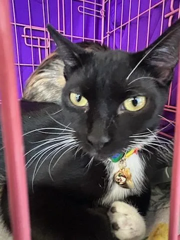 A baby medium-sized male Tuxedo cat named Domino for adoption in Ozone Park, NY