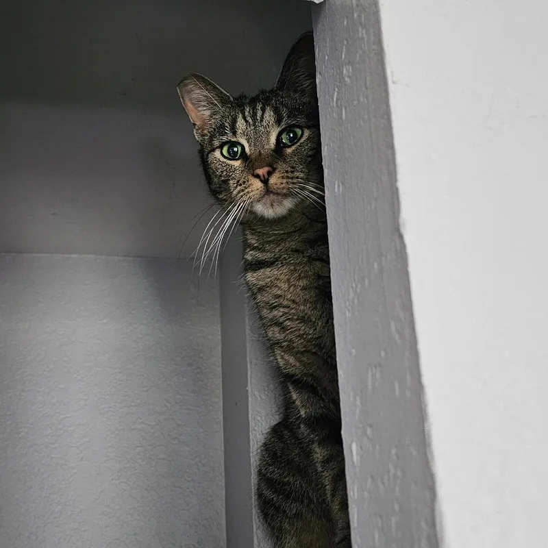 An adult medium-sized female Gray / Blue / Silver Domestic Short Hair cat named Banshee for adoption in San Diego, CA