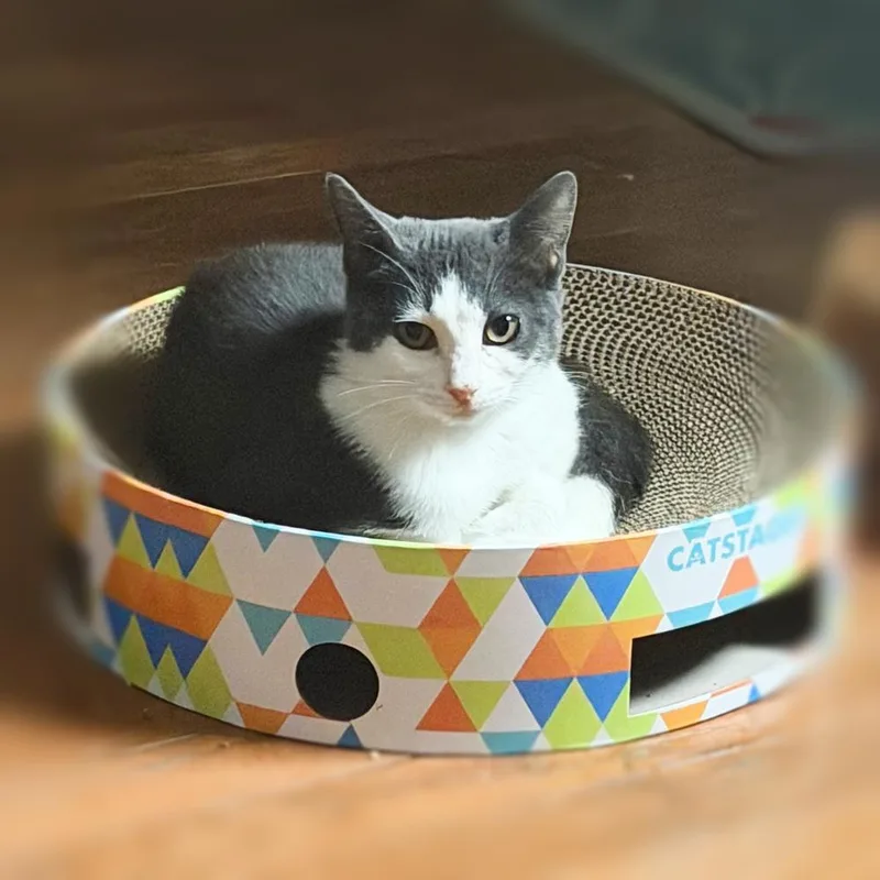 A baby small-sized female Gray & White Domestic Short Hair cat named Dani for adoption in Silver Spring, MD