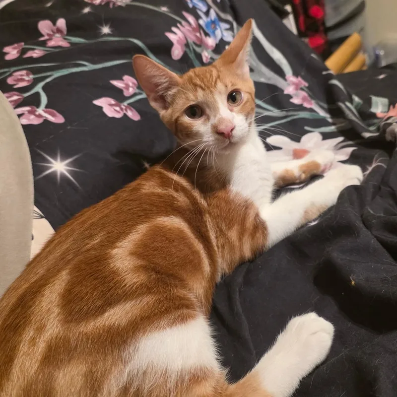 A baby large-sized male Orange & White Domestic Short Hair cat named Laffy for adoption in Santa Ana, CA