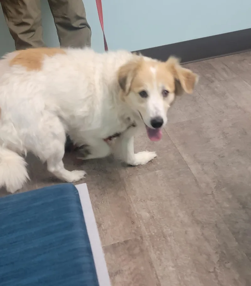 A young medium-sized female Apricot / Beige Great Pyrenees dog named Lottie Scroll To for adoption in Rockford, IL