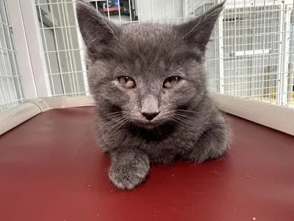 A baby medium-sized male Domestic Short Hair cat named Waffle cone for adoption in Elmira, NY