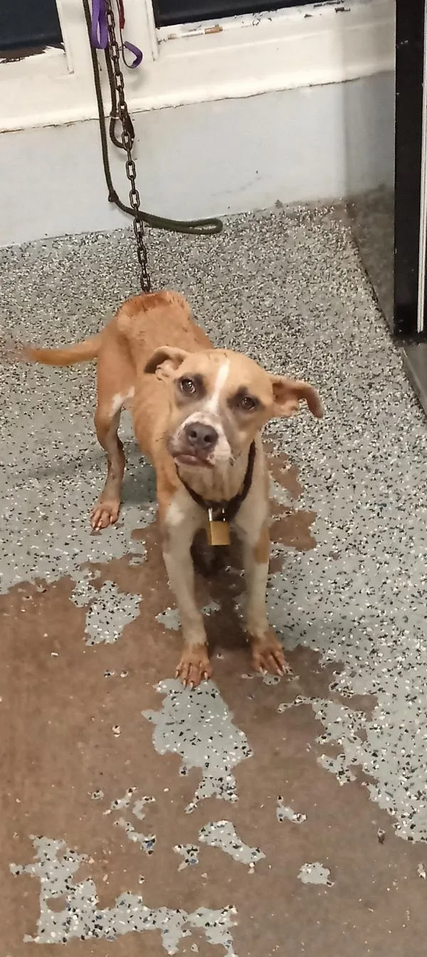 An adult medium-sized female Pit Bull Terrier dog named Alicia for adoption in Mobile, AL