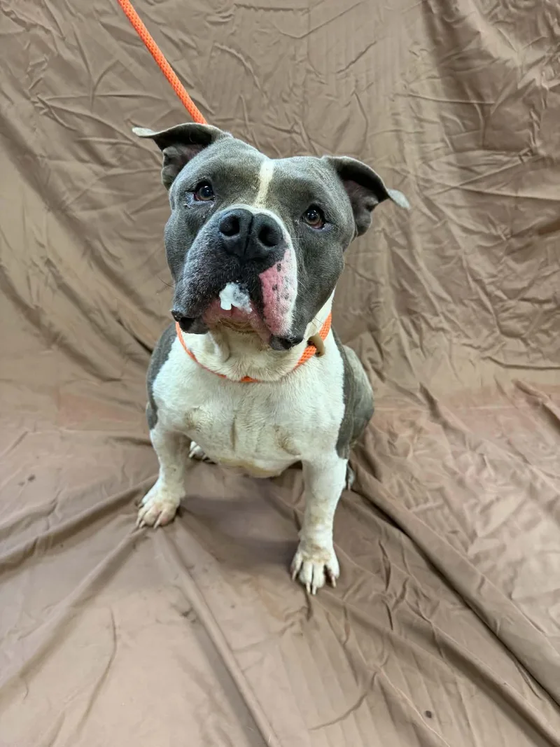 An adult large-sized male Pit Bull Terrier dog named Big Bruce for adoption in Shelbyville, KY