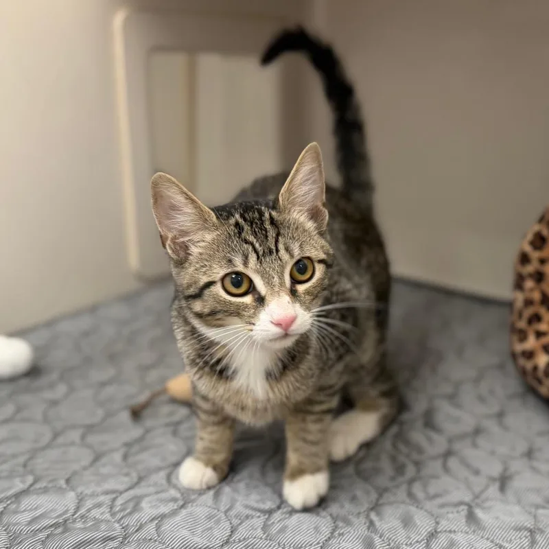 A baby small-sized female Brown / Chocolate Domestic Short Hair cat named Eggo for adoption in Sarasota, FL