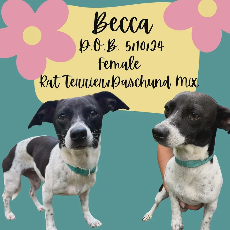 An adult small-sized female Black Rat Terrier dog named Becca for adoption in Caldwell, TX
