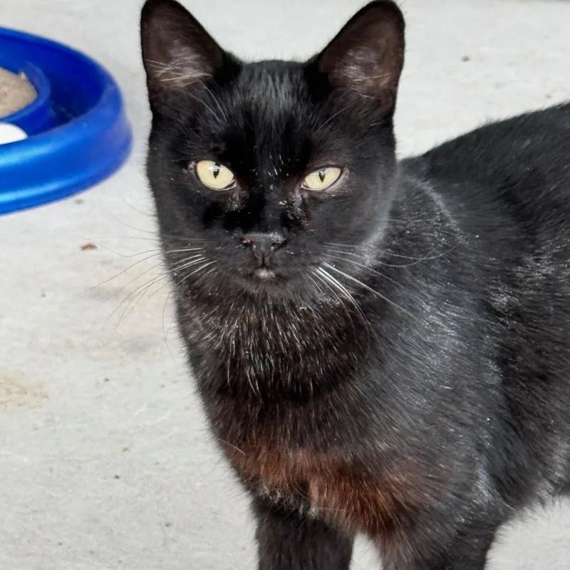 A young medium-sized male Black Domestic Short Hair cat named Nova JG for adoption in Austin, TX