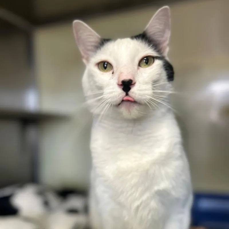 An adult large-sized male White Domestic Short Hair cat named Oreo for adoption in Margate, FL
