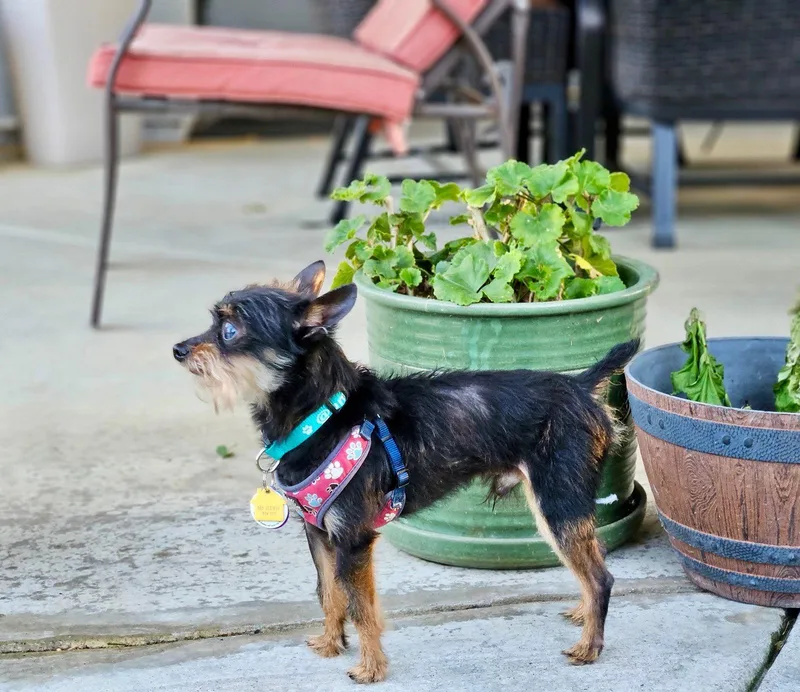 A senior small-sized male Affenpinscher dog named Professor Nikidik Wicked for adoption in Pittsburg, CA