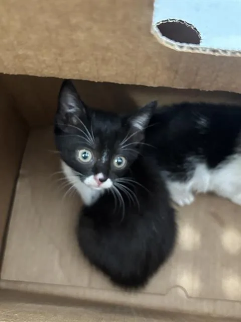 A baby medium-sized female Domestic Short Hair cat named Juju for adoption in Dallas, TX
