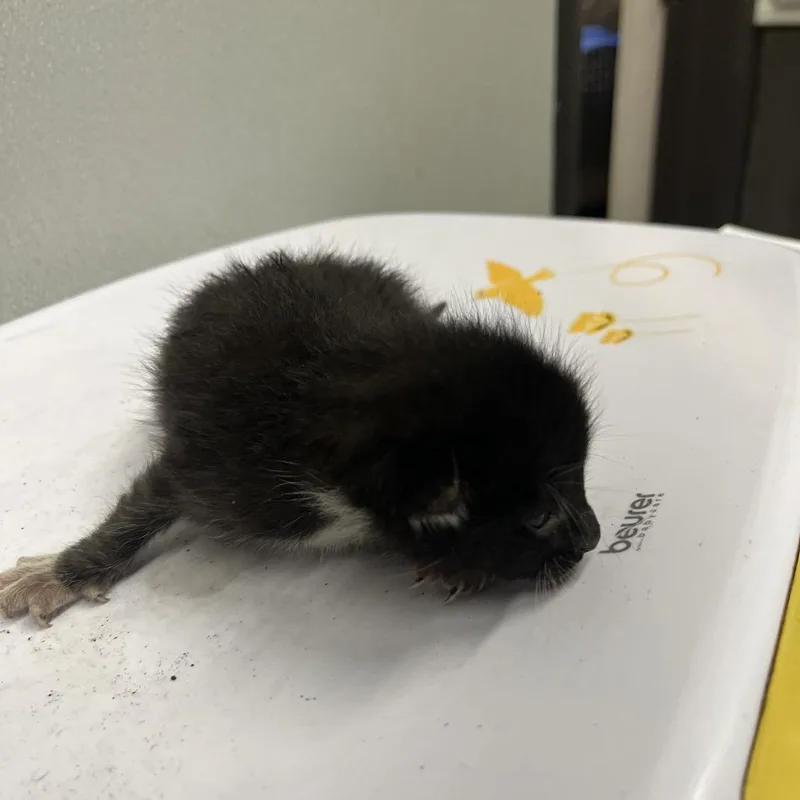 A baby small-sized male Domestic Short Hair cat named Silas for adoption in Tampa, FL