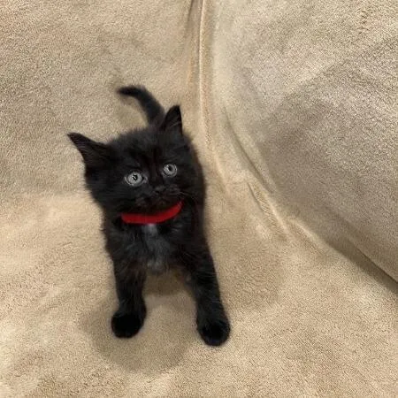 A baby small-sized male Black Domestic Short Hair cat named Diamond for adoption in Brooklyn, NY