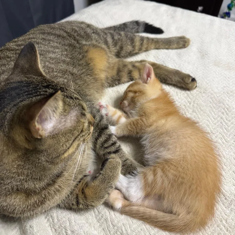 A baby small-sized male Orange / Red Domestic Short Hair cat named Overcast Sky for adoption in Austin, TX