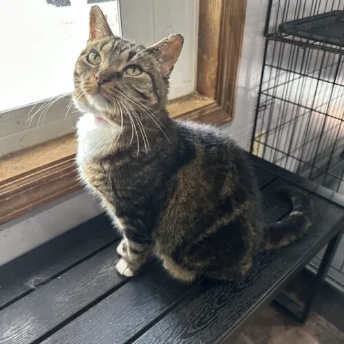 A senior medium-sized female Tabby (Brown / Chocolate) Domestic Short Hair cat named Toodles for adoption in Tipp City, OH