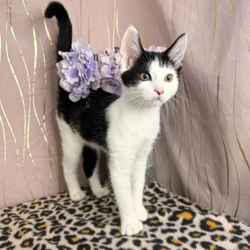 A baby medium-sized male Black & White / Tuxedo Domestic Short Hair cat named Cookie for adoption in Long Beach, MS