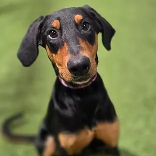 A young medium-sized female Doberman Pinscher dog named Dobie for adoption in Racine, WI