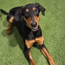 Dobie thumbnail 2