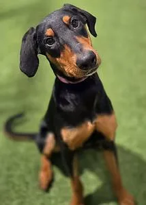 Dobie thumbnail 3