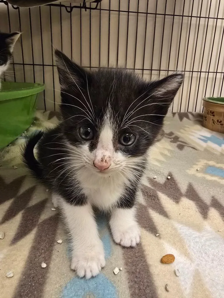 A baby small-sized male Domestic Short Hair cat named Maui for adoption in Blountville, TN