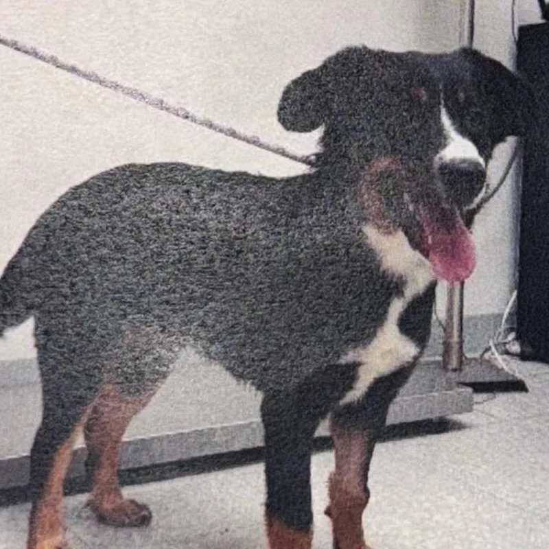 A young medium-sized male Australian Shepherd dog named Boone for adoption in Wilmington, DE